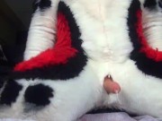 Preview 1 of Husky Fursuit Cumshot