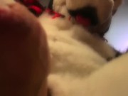 Preview 2 of Husky Fursuit Cumshot