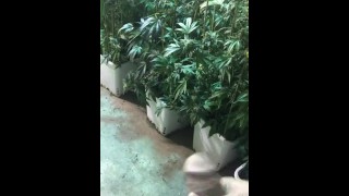 Soft cock stroking in a grow room. 