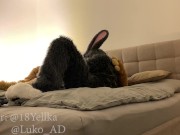 Preview 4 of Hot German shepherd fucks cute gray submissive bunny (Murrsuit porn)
