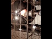 Preview 3 of rubber gimp slave restrained in bondage and machine fucked