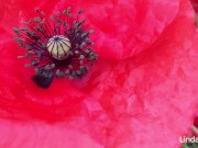 Preview 1 of Masturbation between poppies