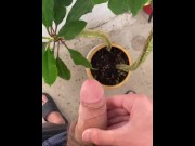 Preview 1 of I irrigate the plant with my dick