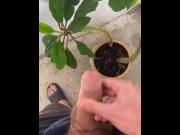 Preview 6 of I irrigate the plant with my dick