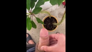 I irrigate the plant with my dick