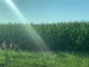 Preview 4 of Blonde babe in a sexy dress and sunglasses gets facefucked in cornfield | Saliva Bunny | Teaser