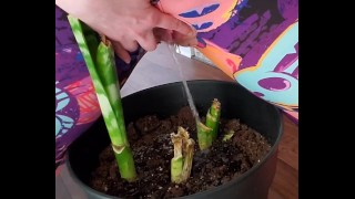 Watering my plant trying to bring it back to life