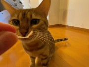 Preview 5 of Cute little kitty eats her food right in front of you ... . Have you ever seen such a cute little gi