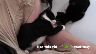 TINY PUSSIES INVOLVE THE CAMERA MAN WHILE PLAYING WITH EACH OTHER