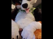 Preview 1 of Cute murrsuiter teases you with his paws