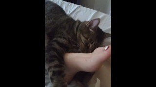 Cute Kitten Cuddling With Pretty Feet