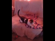 Preview 1 of Cute kitty falls off the couch while playing