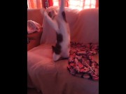 Preview 3 of Cute kitty falls off the couch while playing