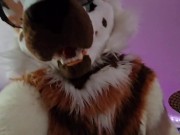 Preview 1 of Furry Femboy Getting Bent In Half And Roughly Fucked With A Strap On! (In Fullsuit)