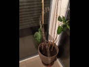 Preview 5 of I piss on my plant and everywhere