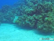 Preview 1 of SCUBA Sex in a Miniskirt by a Beautiful Coral Reef