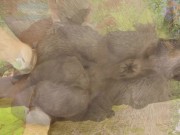 Preview 5 of Big Stallion Horse Orgasm w/ Twink Boy Max (Furry Gay Sex) | Wild Life Furries
